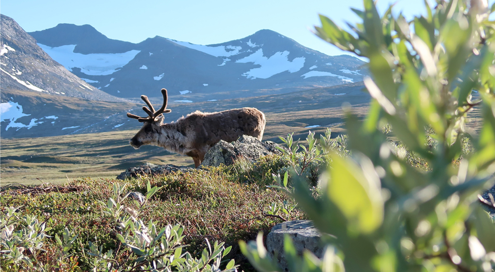 Reindeer in Jämtland mountains